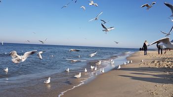 Potwierdzili ptasią grypę. "Każde nienormalne zachowanie może być przyczyną wystąpienia choroby"