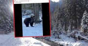 Niedźwiedzie jeszcze nie śpią. Pokazali nagranie z popularnego szlaku