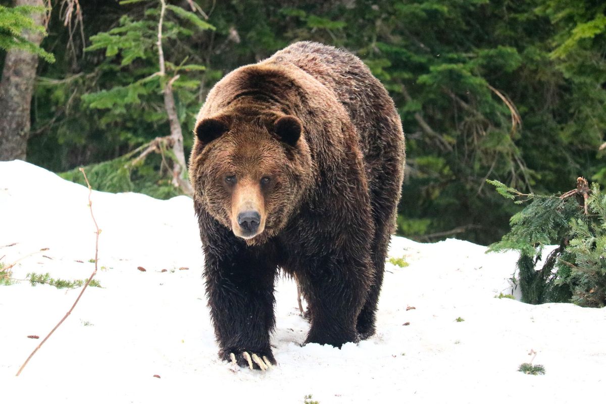 Niedźwiedź w zimowej scenerii (zdjęcie ilustracyjne)
