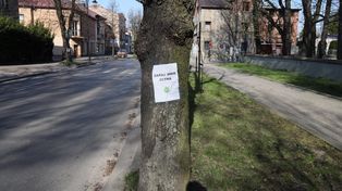 Jednak wytną aż 98 drzew w Olkuszu? Decyzja środowiskowa w tej sprawie jest nadal procedowana