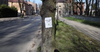 Jednak wytną aż 98 drzew w Olkuszu? Decyzja środowiskowa w tej sprawie jest nadal procedowana