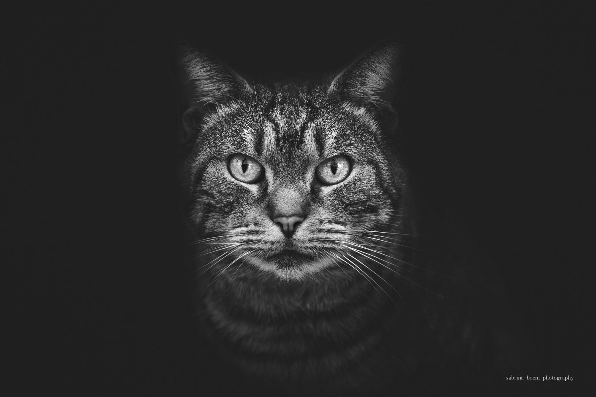Sabrina Boem oddaje cześć bezdomnym i opuszczonym kotom w swoim projekcie fotograficznym 23