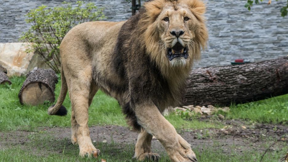 Lwica zabiła pracownika irańskiego zoo i uciekła razem z innym lwem