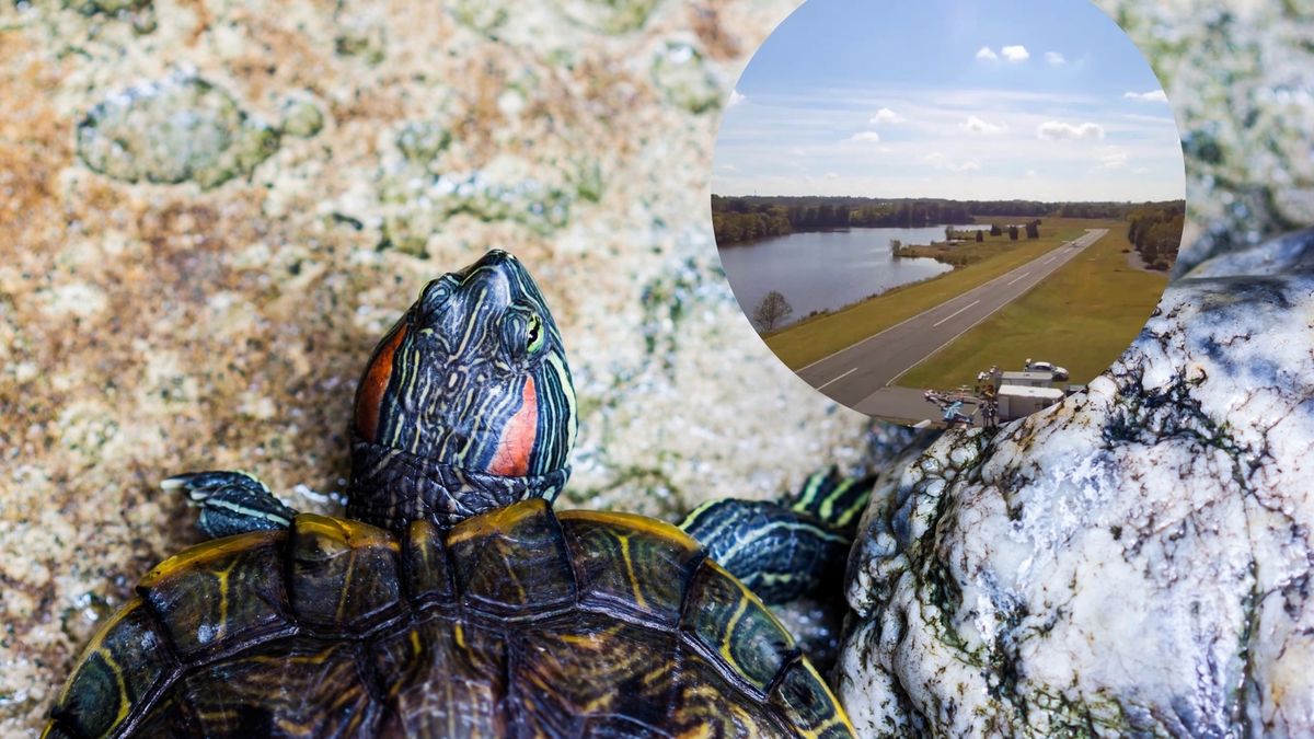 Tragedia w USA. Żółw wyszedł pod koła samolotu