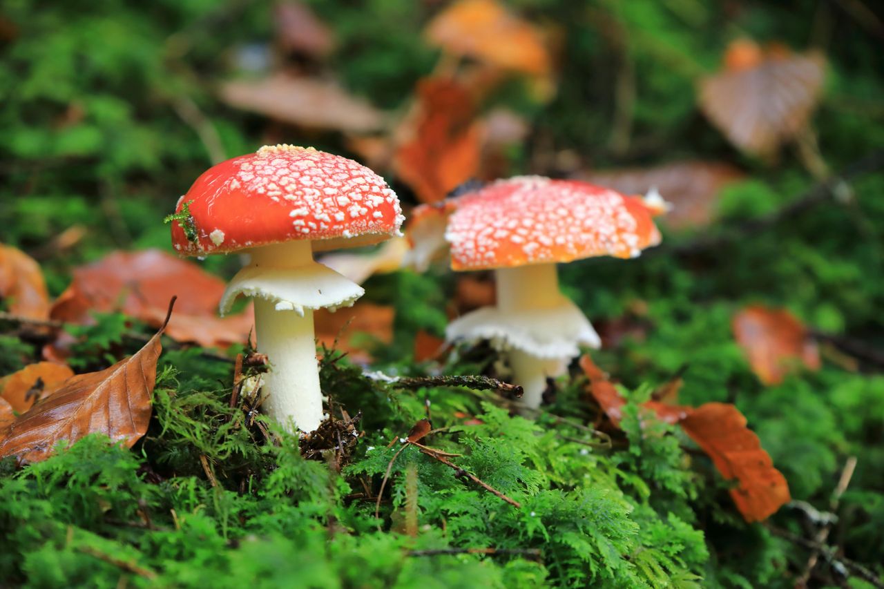 Dziesiątki zatruć. Lekarze ostrzegają przed niebezpieczną modą