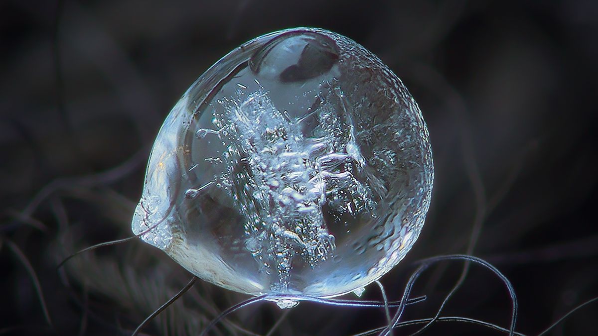 Niesamowite makrofotograficzne studium płatków śniegu Alexeya Kljatova 1