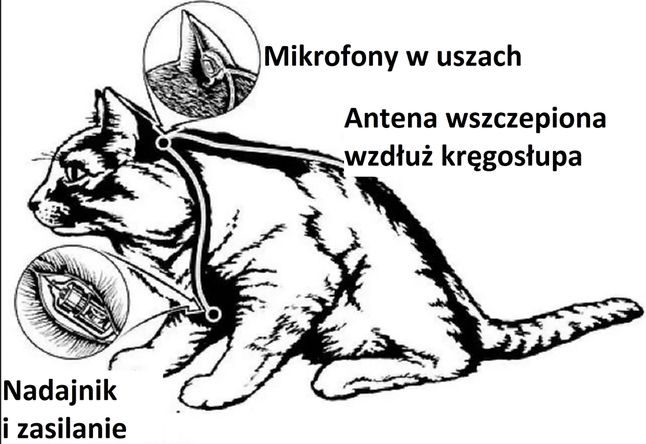"Acoustic Kitten"