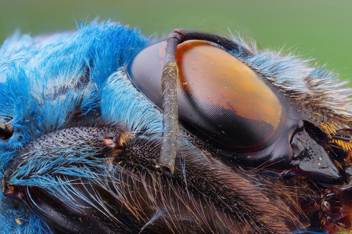 Laowa 25 mm f/2.8 2.5-5x Ultra Macro - zdjęcia przykładowe i cena 8