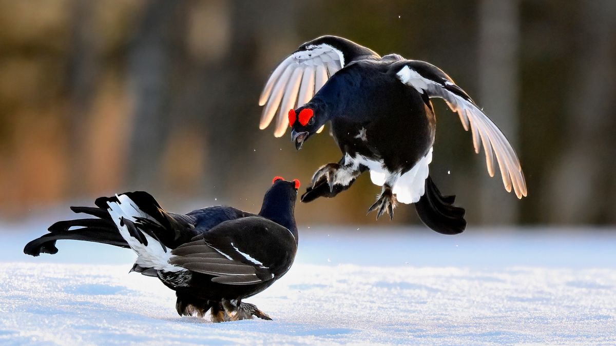 Gody cietrzewi to niezwykły spektakl