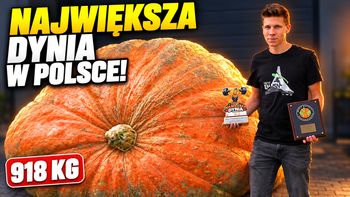 Największa dynia w Polsce