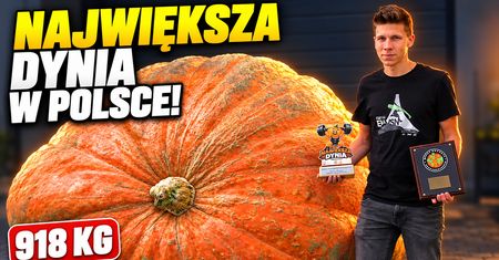Największa dynia w Polsce