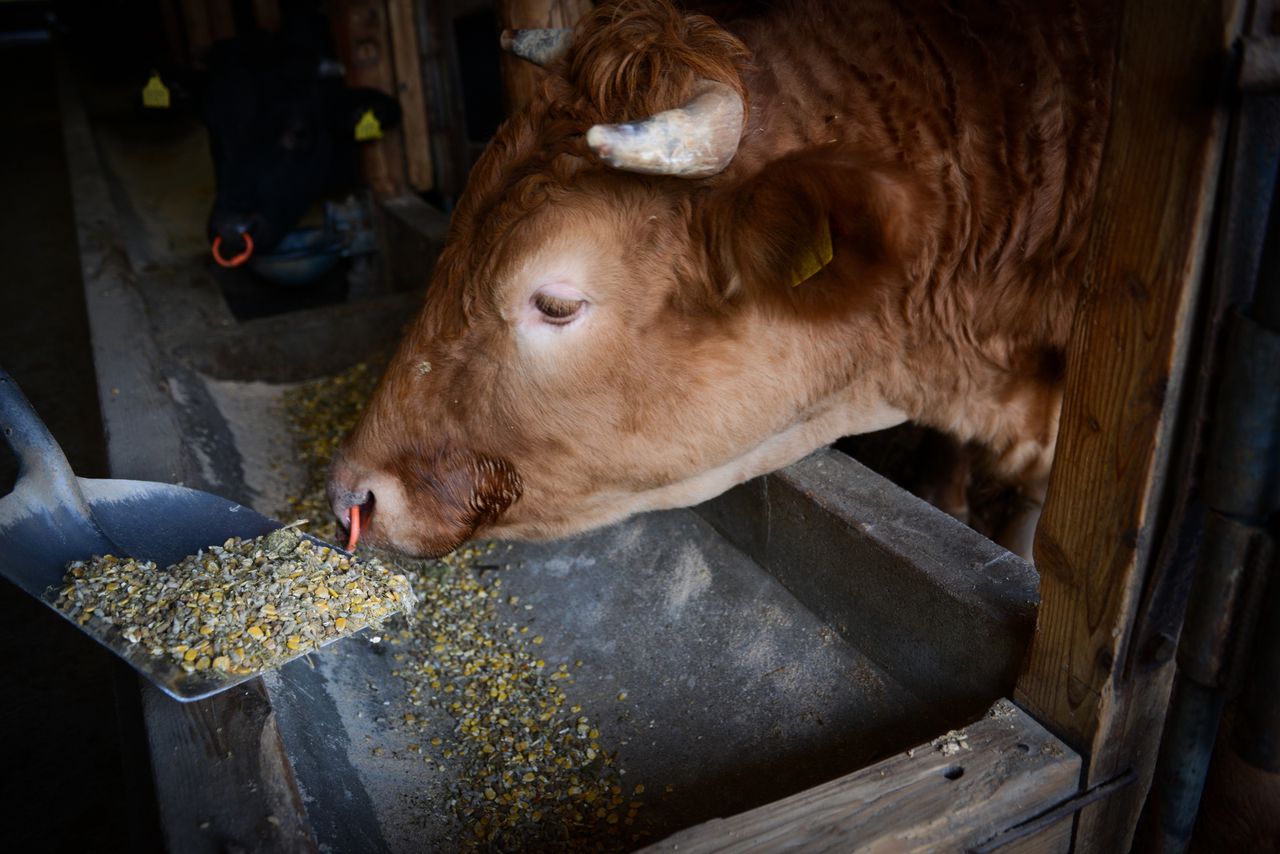Cows are fed with high-quality fodder.