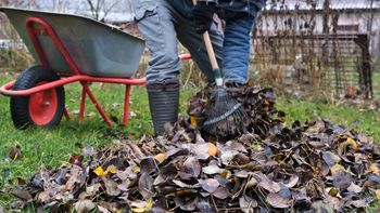 Genialny patent na liście. Po 2 latach otrzymasz "czarne złoto"