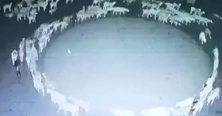 Chodziły w kółko przez 12 dni z rzędu. Wyjaśniono nietypowe zjawisko
