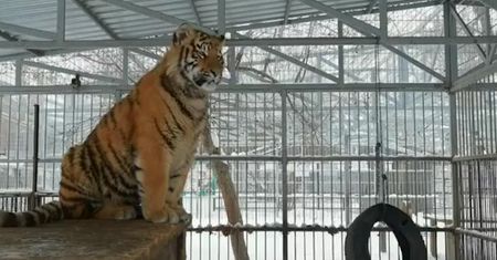 "Śpiew" tygrysa. Syberyjskie zoo pokazuje zadziwiające nagranie