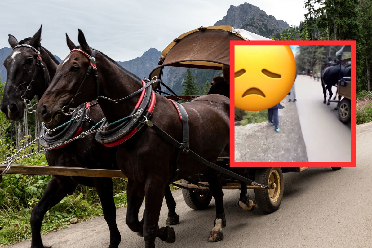 "Hańba". Dziecko krzyknęło do podróżujących na Morskie Oko. O krok od tragedii