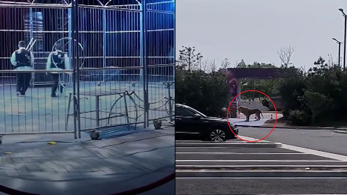 Z cyrku uciekły dwa lwy.