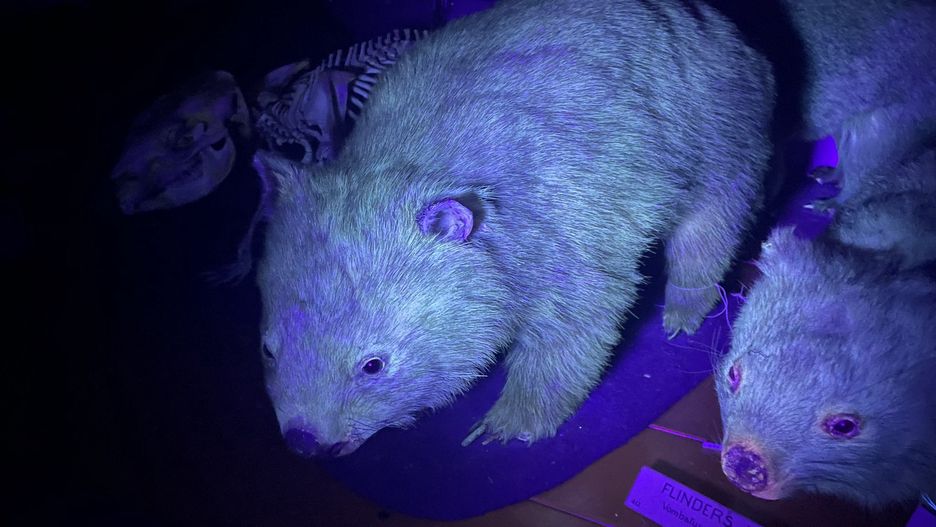 wombat