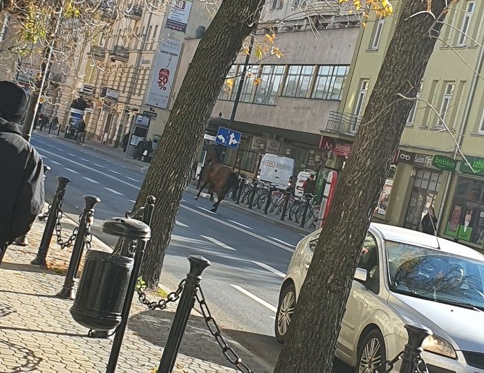 Galopujący koń po Krakowskim Przedmieściu w Lublinie