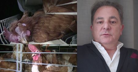 Makłowicz w mocnej kampanii: "30 milionów kur w Polsce to maszynki do produkcji jajek. Są zamknięte, stres, walki, kanibalizm"