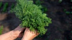 Sprzymierzeniec pięknej sylwetki i zdrowego organizmu. Do tego jest łatwo dostępny