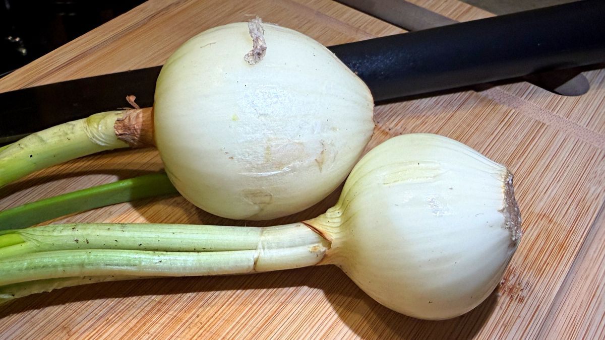 Młoda cebula ma łagodniejszy smak i wartościowy skład.