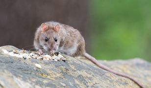 Szczury - widmo. Mieszkańcy alarmują