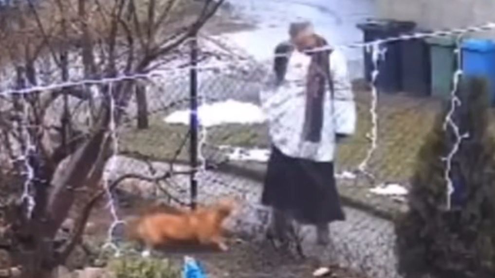 Ksiądz kopał psa. Jest komunikat archidiecezji