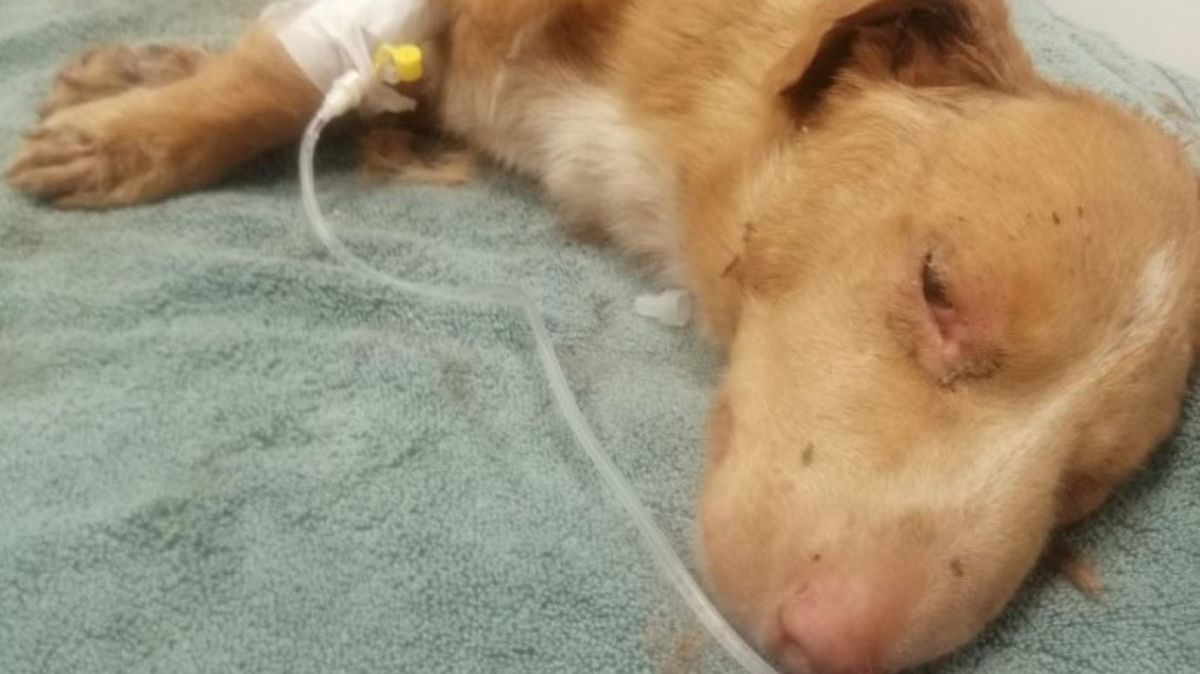 Lubelskie. Znaleźli zakopane pieski. Jeden cudem przeżył 