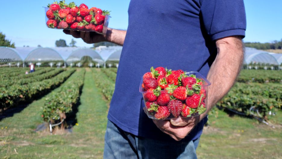 Ceny truskawek. W 2020 roku nie będą one tanie 