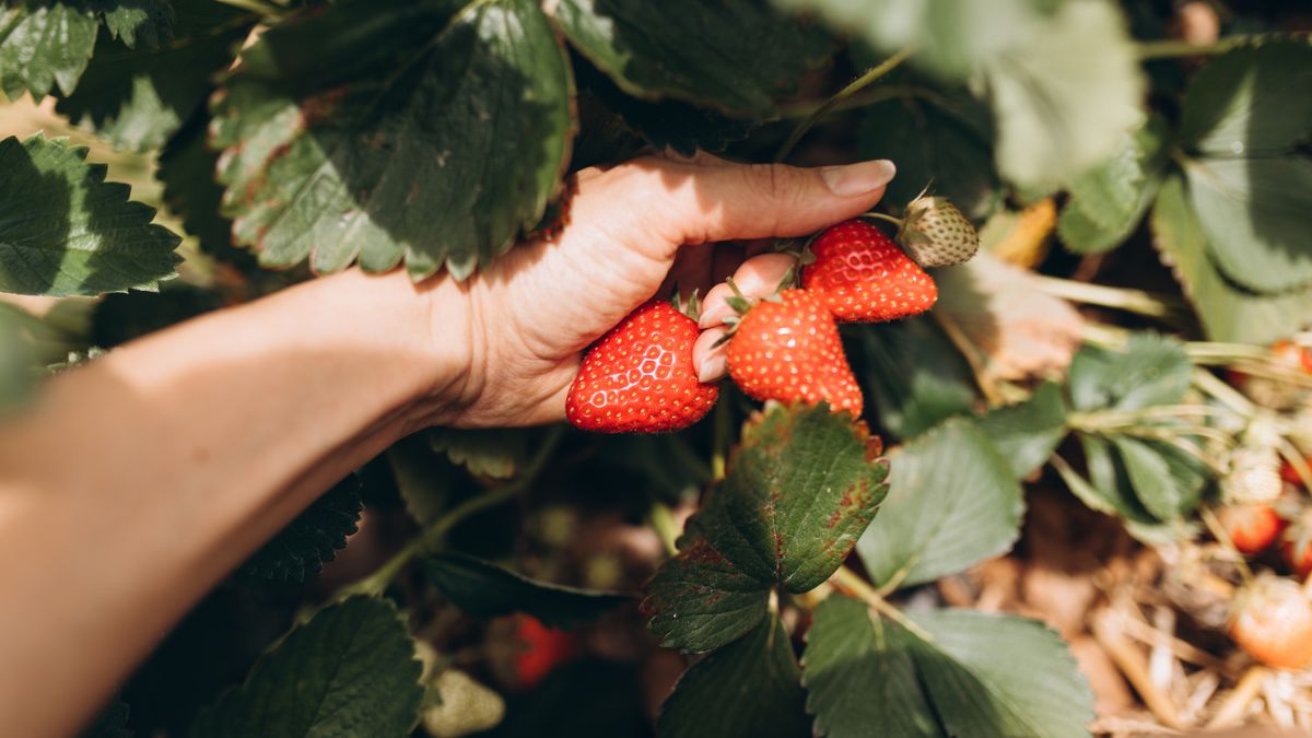 Ile wynoszą zarobki za zbiory truskawek?