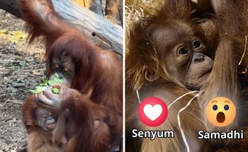 Po raz pierwszy w Polsce. W Łodzi urodził się orangutan sumatrzański