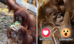 Po raz pierwszy w Polsce. W Łodzi urodził się orangutan sumatrzański