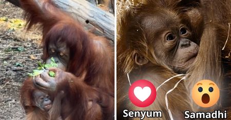 Po raz pierwszy w Polsce. W Łodzi urodził się orangutan sumatrzański