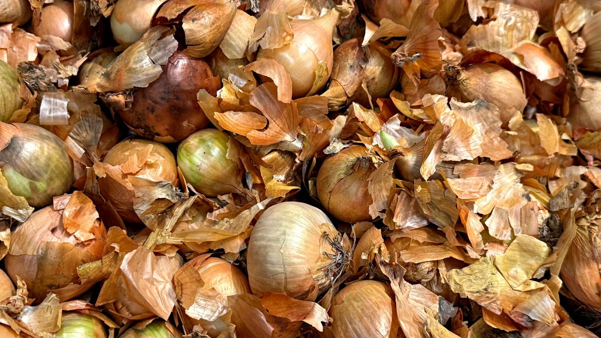Cebula pod lupą. Jak obróbka termiczna zmienia jej skład?