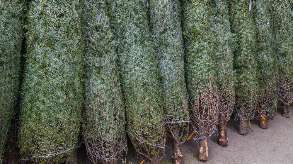 Pojawiają się po wniesieniu świątecznego drzewka. Tak objawia się syndrom choinki