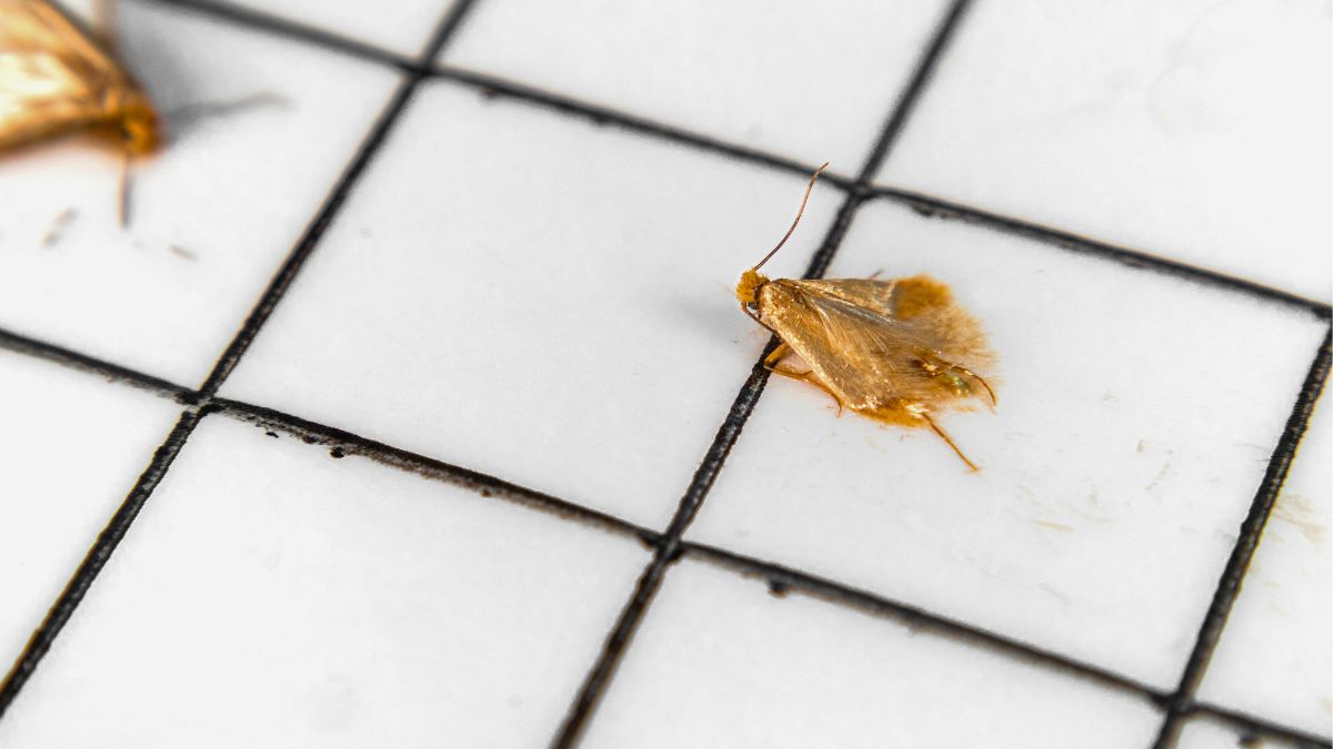 Tak pozbywam się ćmianek, czyli małych muszek 