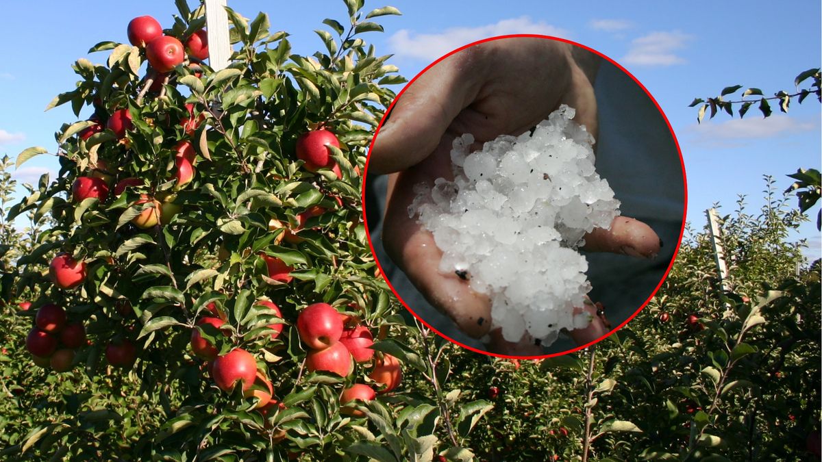 Sadownik o skutkach gradobicia pod Grójcem