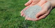 Rozsyp na trawniku we wrześniu. Wiosną sobie podziękujesz