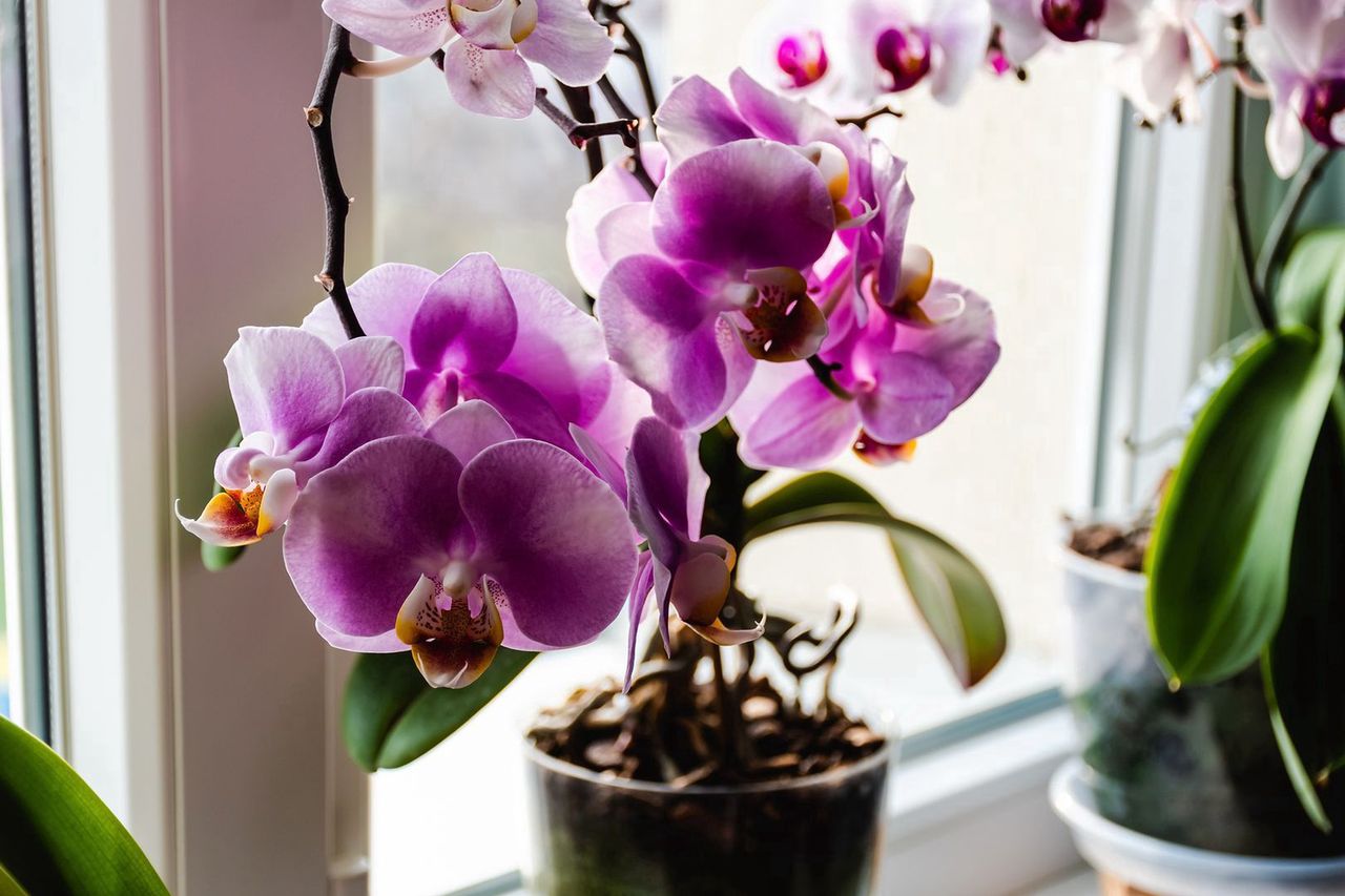 A simple trick will restore the former glow to the orchid.