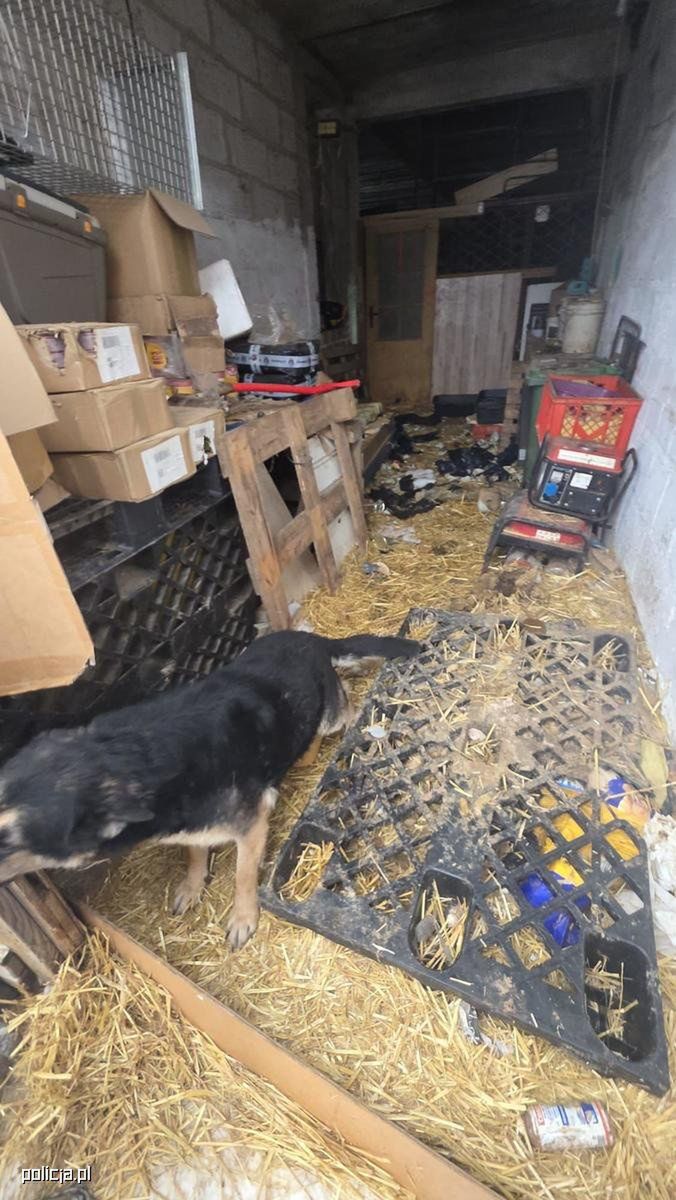 11 psów odebranych z posesji w gminie Zambrów. Kontrola ujawniła rażące zaniedbania