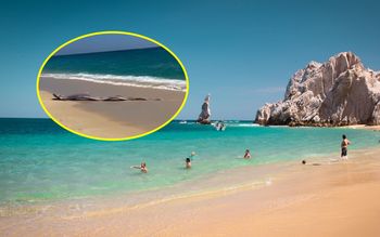 Zwiastują nadejście nieszczęścia. Właśnie pojawiły się w Meksyku