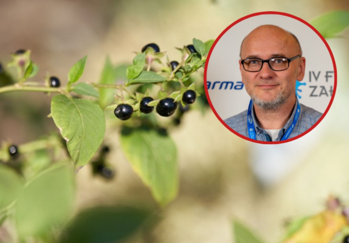 Prof. Adam Matkowski wskazuje, jak rozpoznać trujące owoce