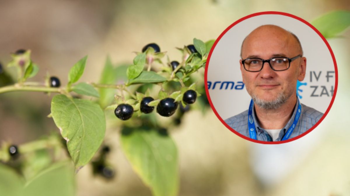 Prof. Adam Matkowski wskazuje, jak rozpoznać trujące owoce