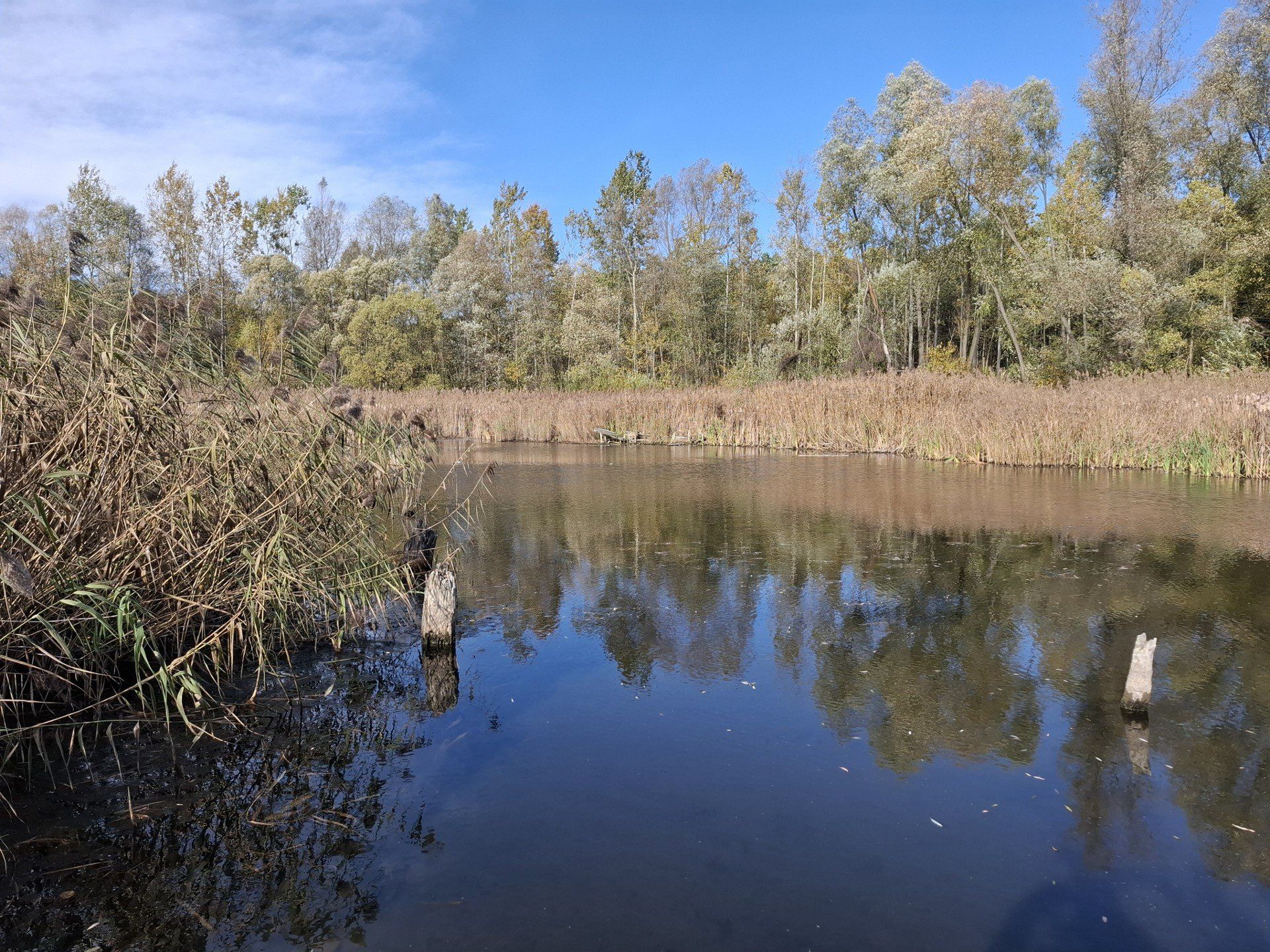 Las Zagórski w jesiennej oprawie