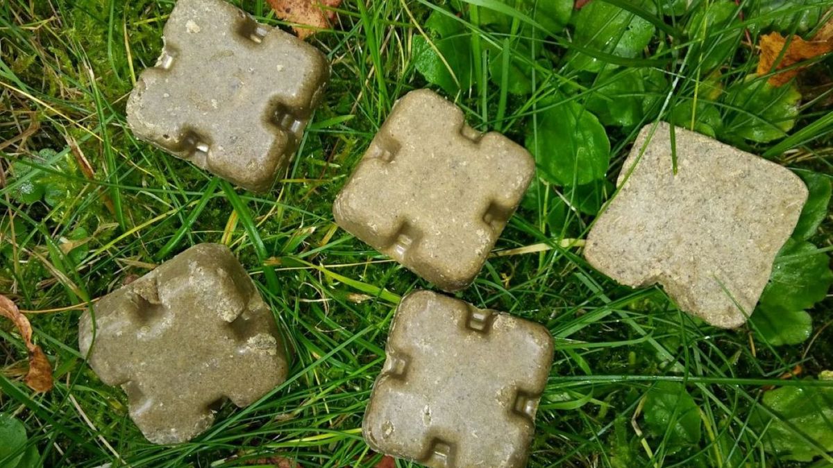 Pojawią się we wrześniu na zielonych terenach w niektórych częściach Polski 