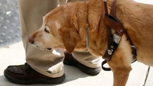 Samochód dla niewidomych już za rok? 1