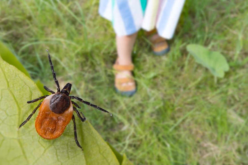 Kleszcze uwielbiają niektóre ogrodowe rośliny