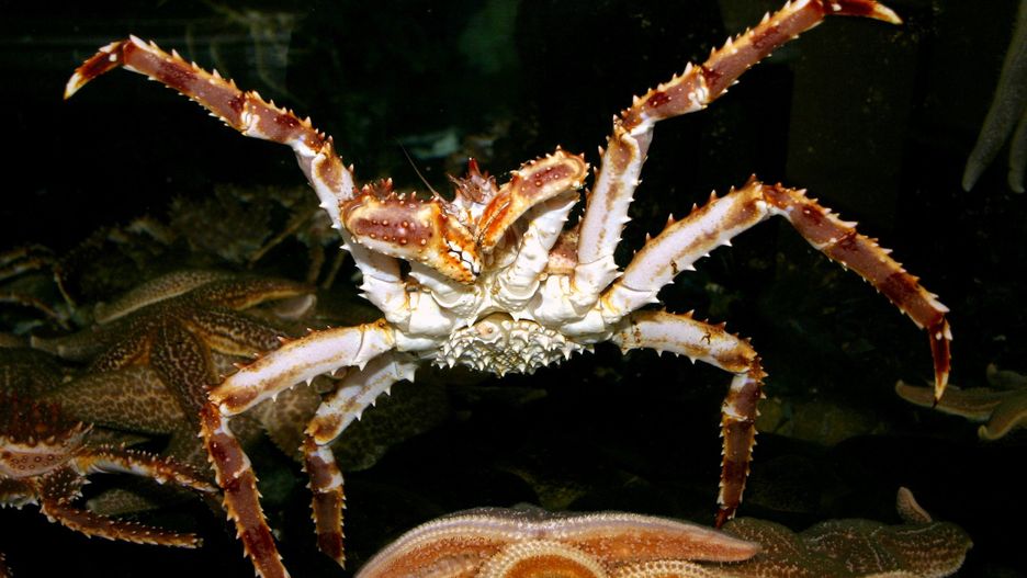 Czerwony krab królewski to gatunek bardzo inwazyjny