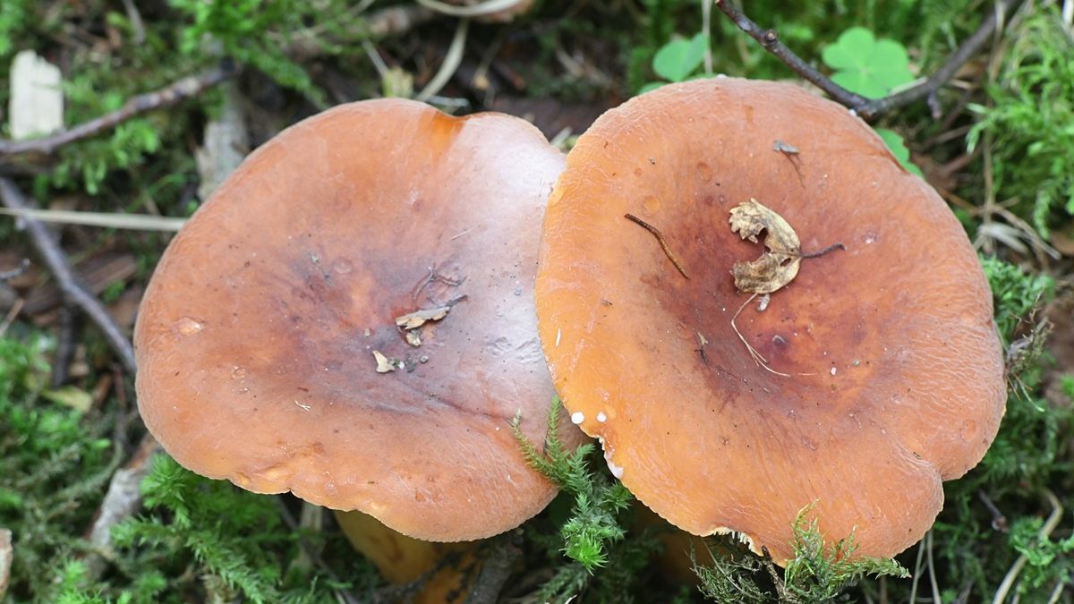 Mleczejowiec smaczny.